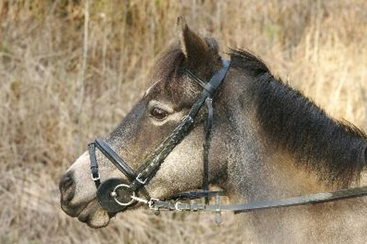 Los piojos no son tan comunes en los caballos como lo son en los humanos y otros animales, pero la infección puede ocurrir.
