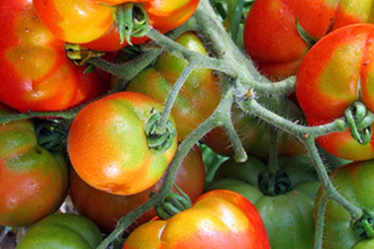 Las plantas de tomate necesitan nutrientes y condiciones de crecimiento específicas para producir sus frutos.