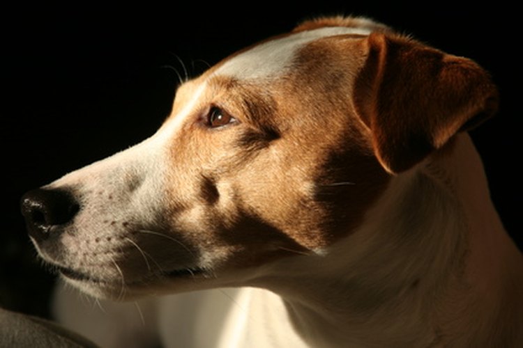 Los perros pueden perder su seguridad buscando a sus dueños para atención y cuidado constante.