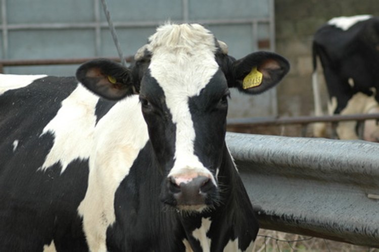El corazón de una vaca es muy similar al de un humano.