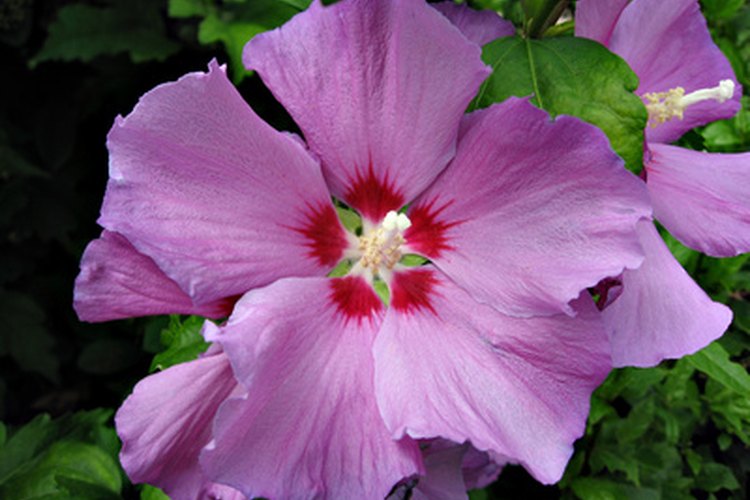 Hawaii tiene muchas plantas únicas de hibiscos