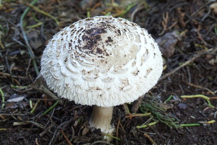 Un hongo blanco en el césped puede ser comestible o extremadamente venenoso.