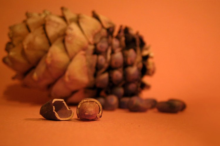 Semillas de cedro.