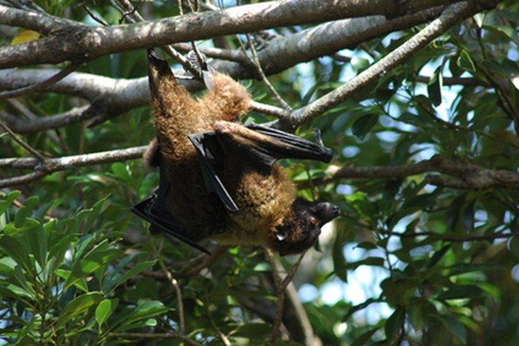 El guano de murciélago puede ser utilizado en la horticultura familiar como fertilizante natural.