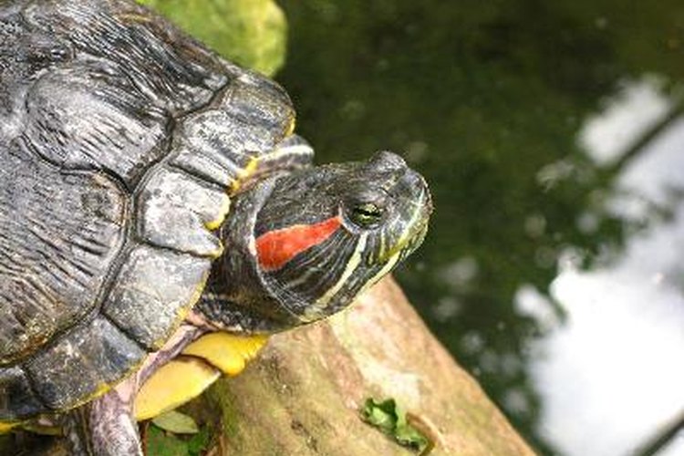 Un manejo prudente es la mejor manera de asegurar la salud de tu tortuga.