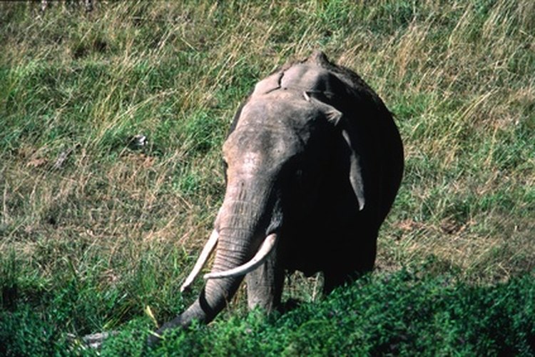 Los colmillos de elefante son de marfil, que es un bien muy valioso.