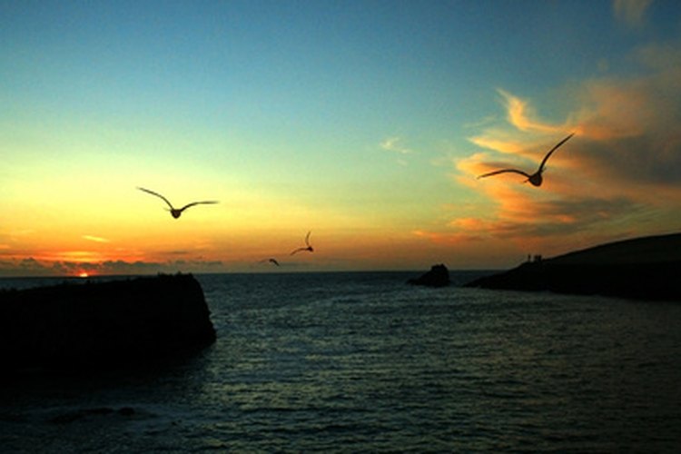 Los pájaros en una puesta de sol evocan sentimientos de una noche de verano.