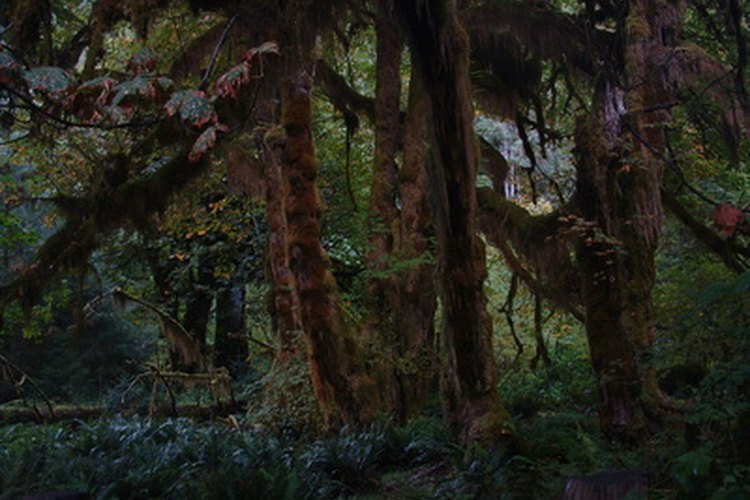 Unas cuantas plantas comunes pueden hallarse en los bosques tropicales.