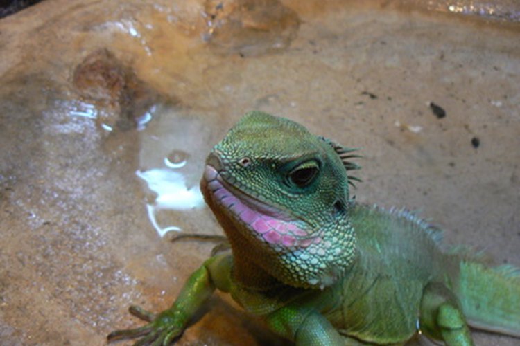 No todos los reptiles digieren de la misma manera.