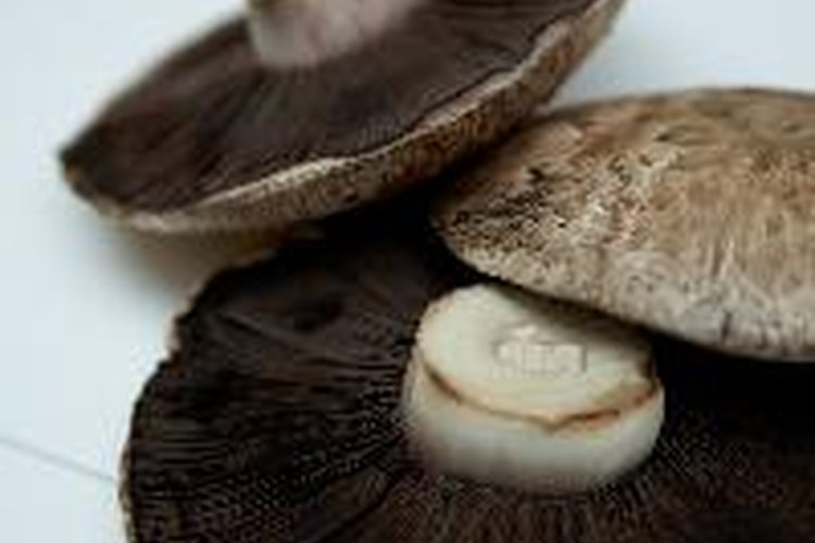 Los hongos requieren de condiciones específicas y fuentes de alimentación para crecer.