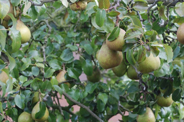 La poda es un elemento clave si se quiere que un viejo peral produzca fruta.