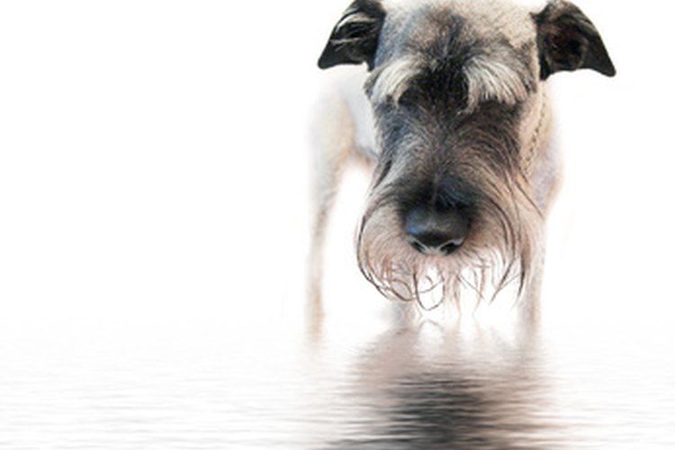 Bañar un schnauzer muy a menudo puede secar su piel y pelaje.