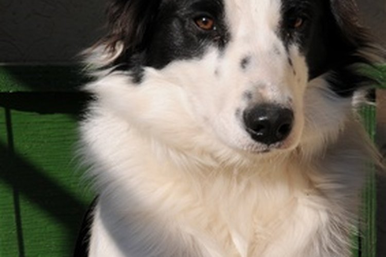 Cómo cepillar a un Border Collie.