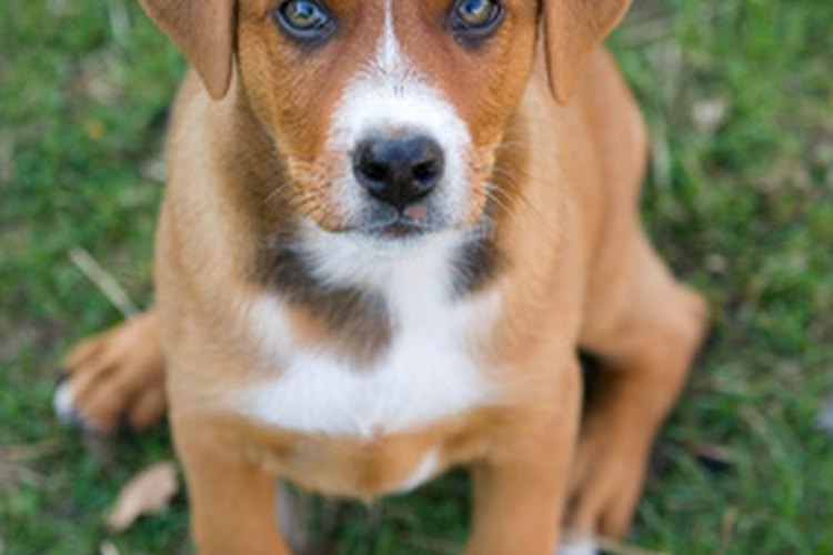 Todos los perros padecen de esclerosis nuclear en algún momento de su vida.