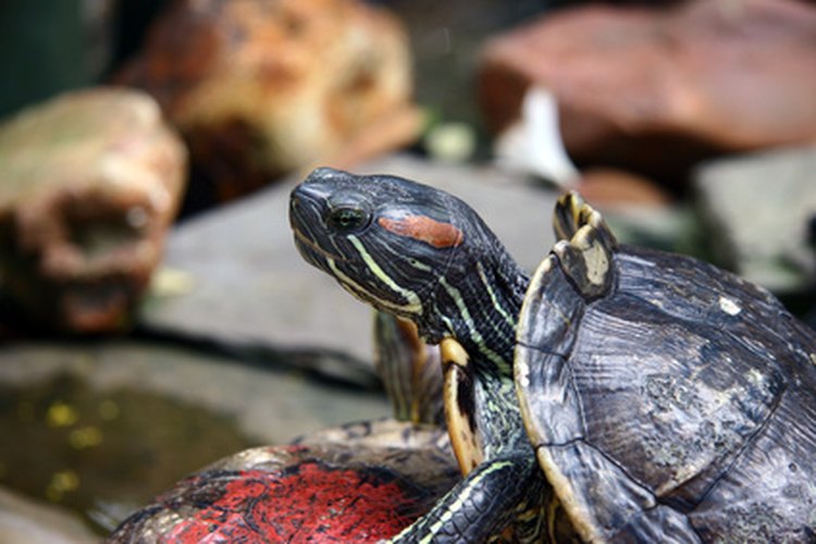 Las tortugas acuáticas son principalmente carnívoras.