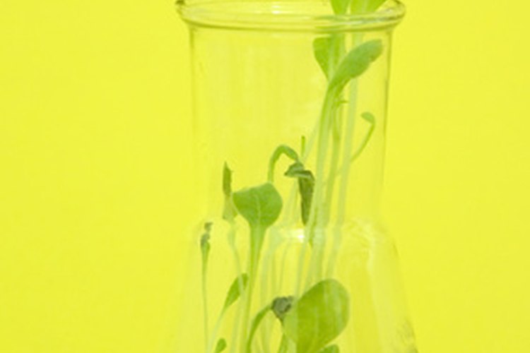 Un matraz de Erlenmeyer con una planta que crece en su interior.