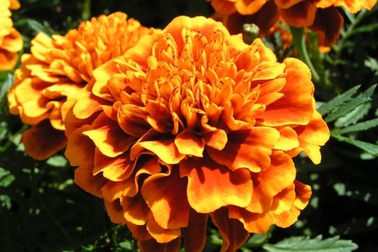 Las flores no se utilizan a menudo en proyectos de ciencia, debido a que sus semillas son generalmente muy pequeñas.