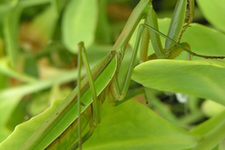 Mantis religiosa.