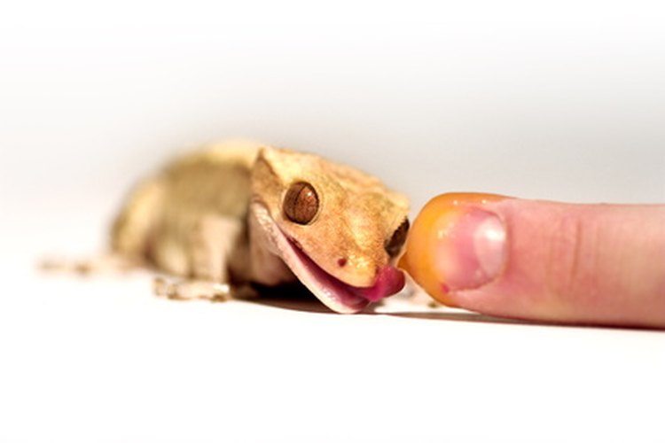 Los geckos crestados son mascotas comúnes para quienes suelen tener geckos.