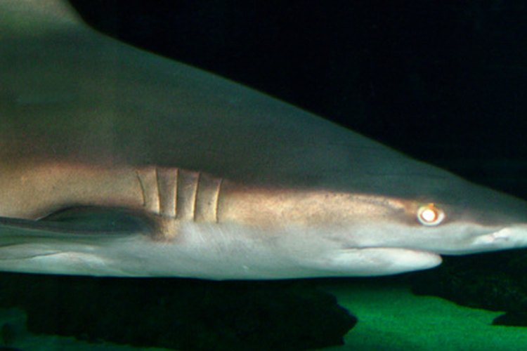 La tiburón hembra lleva con ella a sus crías mediante la forma ovípara, vivípara u ovovivípara.