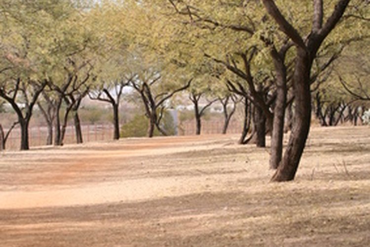 Perfectamente adaptado a su medio ambiente seco, el mezquite es un árbol resistente.