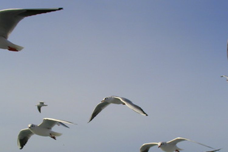 Aves pequeñas se convierten en parte de su dieta durante la temporada de apareamiento.