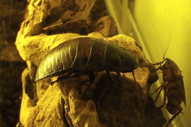 Las cucarachas pueden llevar bacterias a las despensas de alimentos y posiblemente infectar la comida expuesta.