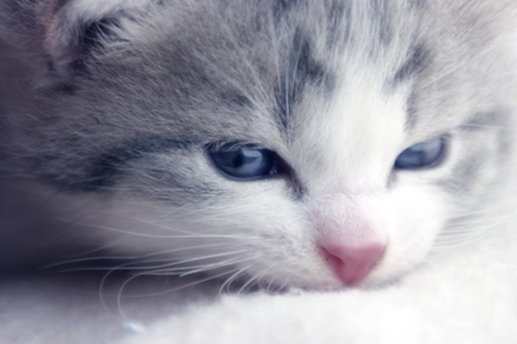 Los gatitos necesitan un cuidado delicado cuando contraen pulgas.