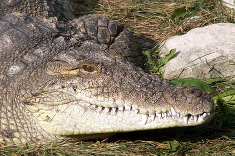 Los cocodrilos todavía poseen características que desarrollaron hace 200 millones de años.