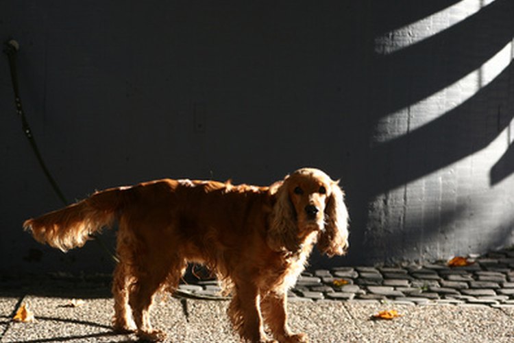 La compresión espinal es dolorosa para los perros.