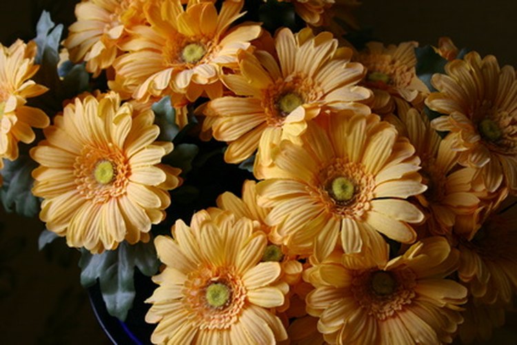 Las variedades de flores comunes se pueden usar en adornos o en jardines.