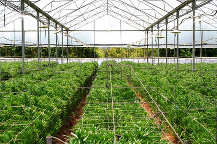 Los invernaderos utilizan medios de cultivo sin suelo.