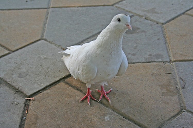 Las palomas blancas son un símbolo de gozo.