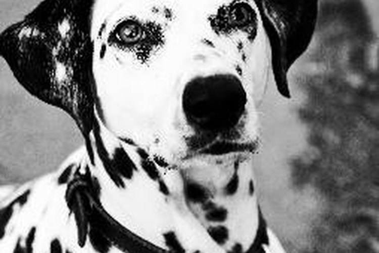 Los perros son esterilizados tan temprano como a las ocho semanas en algunos refugios.