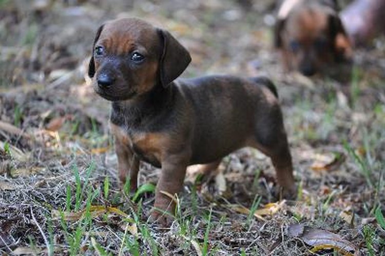 Los parásitos son la causa más común de la sangre en las heces de un cachorro.