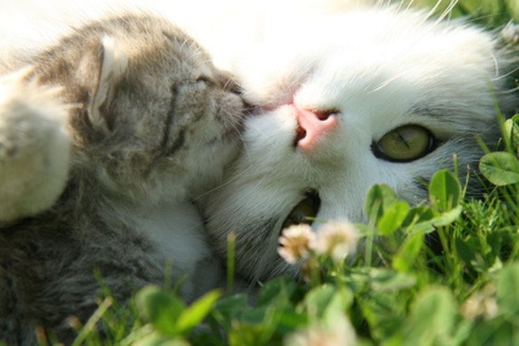 Mamá gato y sus gatitos.