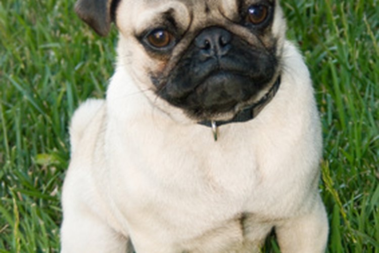 Hay un debate en curso aderca de los origenes del mini bulldog; algunos creen que tiene rastros de pug.