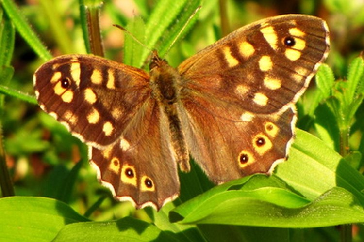 La mariposa monarca emigra y la virrey no lo hace.