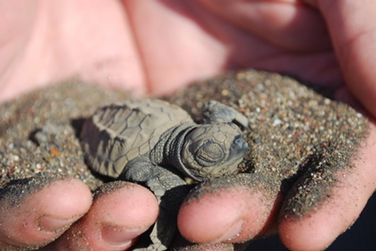 Las playas de Panamá están anidando a algunas de las especies de tortugas más exóticas.