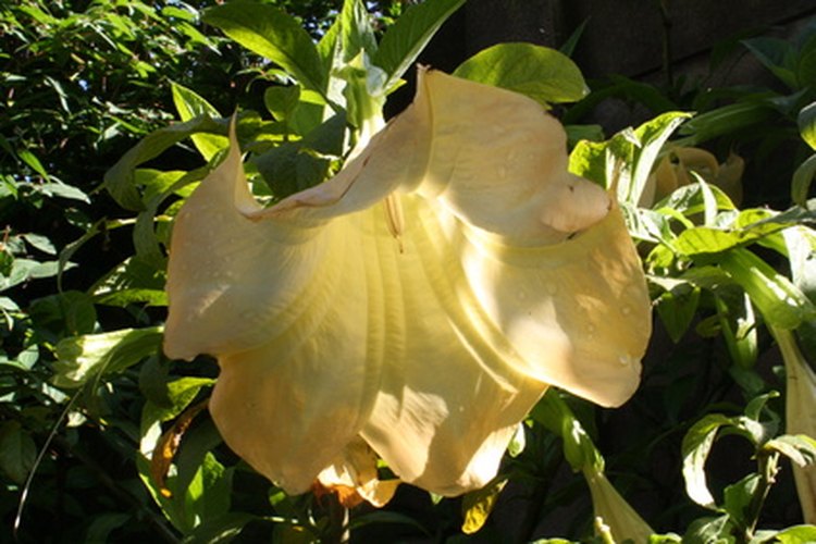 Una flor de luna cuando abre.