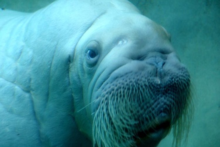 El nombre latino de la morsa, Odobenus rosmarus, significa vaca de mar caminando con los dientes.