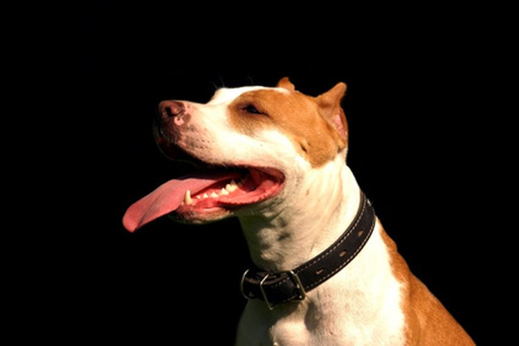 Mantén los dientes de tu perro limpios mediante el cepillado con bicarbonato de sodio.