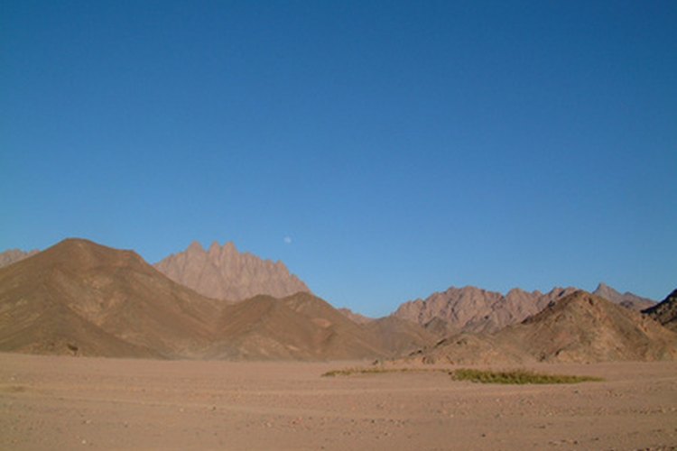 Las plantas y animales se adaptan a las duras condiciones de vida del desierto del Sahara.