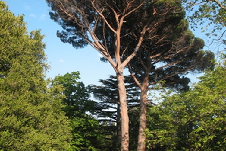 Una persona debe abrazar el árbol.