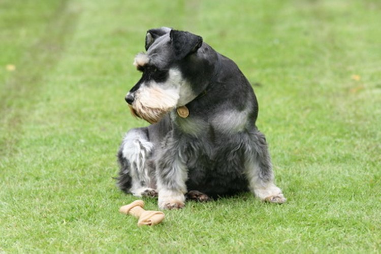 El schnauzer miniatura puede ser una mascota leal si se cuida debidamente.