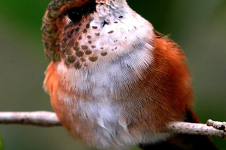 El largo pico del colibrí le permite beber de sus flores favoritas.