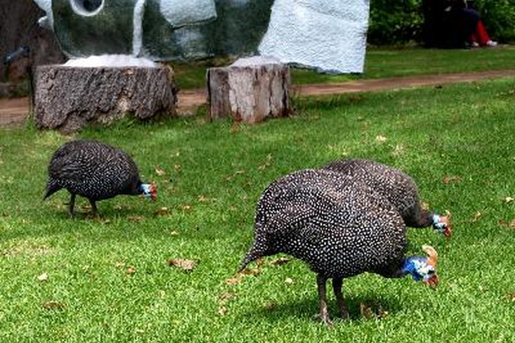 Si te gustan las gallinas de guinea puedes incubar sus huevos
