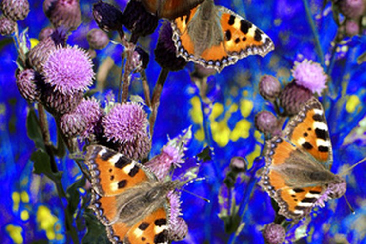 Las mariposas y su reproducción.