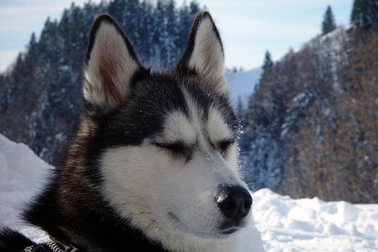 Huskies y Klee Kai son muy similares, aunque con una segunda mirada no es tan difícil diferenciarlos