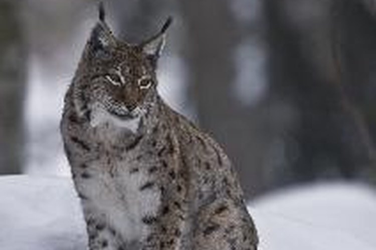 Al igual que su homólogo norteamericano, el lince canadiense, el lince eurasiático se enfrenta a una grave pérdida de hábitat.